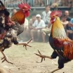 Cách chơi đá gà Thomo hiệu quả từ cao thủ